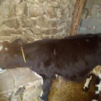 گوساله نر گوشتی جوان