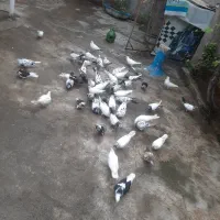 کبوتر|پرنده|صومعه‌سرا, |دیوار