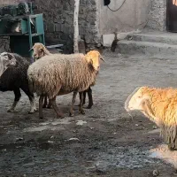 شش عدد گوسفند جوان چفتی ۳۴ملیون|حیوانات مزرعه|هوراند, |دیوار