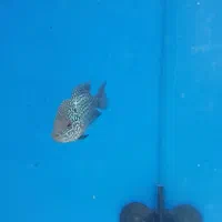 ماهی فلاور فروش فوری|ماهی|زنجان, |دیوار