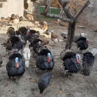 گوشتی|حیوانات مزرعه|مشگین شهر, |دیوار