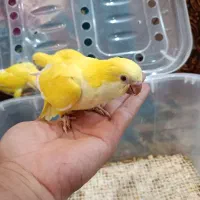 جوجه راهب لوتینو