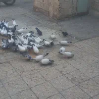 کبوتر کله دمی
