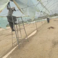 گلخانه جهت اجاره ۱ هکتار پلاستیک کشیده اماده