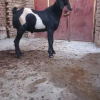 بز نر پاکستانی|حیوانات مزرعه|ابهر, |دیوار