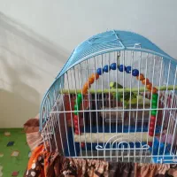 مرغ عشق هلندی