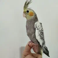 طوطی عروس هلندی|پرنده|دزفول, |دیوار