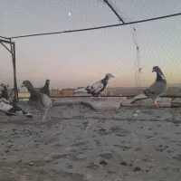 کفتر صید  جوجه ب شرط پرش|پرنده|مشهد, چاهشک|دیوار