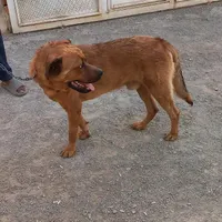 روتوایلر وسراب