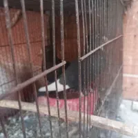 کبوتر سیاه پلنگ کلایی|پرنده|کرمان, |دیوار