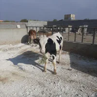 گوساله نر و ماده|حیوانات مزرعه|مشهد, خرم آباد|دیوار