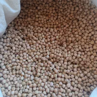 نخود درجه یک به شرط پخت