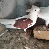 سلام دوستان کبوترپرشی همشون بشرط میدم