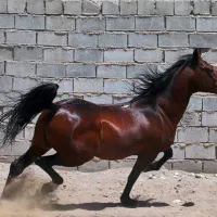 اسب سلیمی