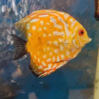 چهار عدد ماهی دیسکس بسیار زیبا و سرحال|ماهی|کرج, فاز ۴ مهرشهر|دیوار