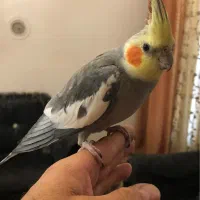 عروس هلندی