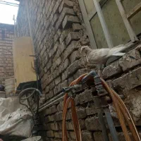 جوجه کوهی کرم دمسفید