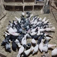 کبوتران پرشی رنگی|پرنده|هشتگرد, هشتگرد قدیم|دیوار