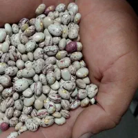 فروش لوبیا چیتی