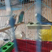 فروش ۳ جفت مرغ عشق نروماده مست مست شرط تخم