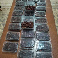 خرما دستچین امسال