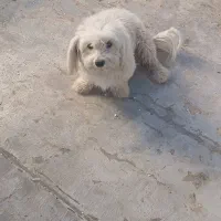 سگ خانگی