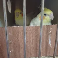 فروش عروس|پرنده|قم, در بهشت|دیوار