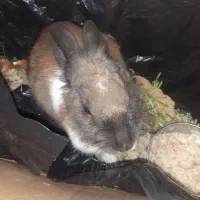 خرگوش فروشی