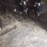 گاو جوان شکم دار ولیشه