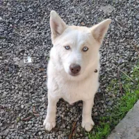 توله هاسکی نر آموزش دیده|سگ|رشت, جانبازان|دیوار