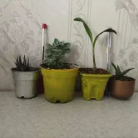 4 پک گلدان گل و گیاه مناسب آپارتمان و بالکن|گل و گیاه طبیعی|تهران, تولید دارو|دیوار