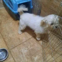 سگ شیتزو|سگ|اردبیل, |دیوار