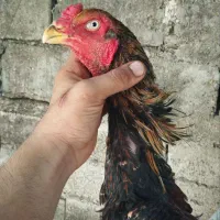 خروس و مرغ اوشامو|حیوانات مزرعه|مینودشت, |دیوار