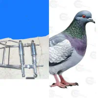 پرنده سالم تمیز