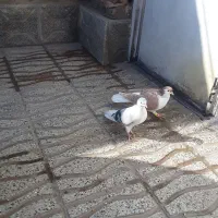 سه عدد رنگه ساده سرخ نر و ساده زرد نر بشرط|پرنده|تربتحیدریه, مسجد جامع|دیوار