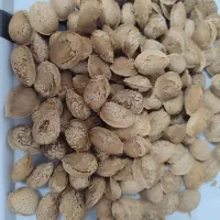 بادام کاغذی