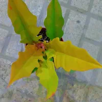 گل طبیعی اگلونماقرمز|گل و گیاه طبیعی|مشهد, ایثارگران|دیوار