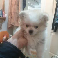 توله سگ پامر