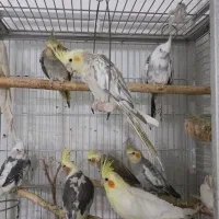 عروس هلندی|پرنده|قم, زاویه|دیوار