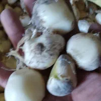 موسیر کوهی
