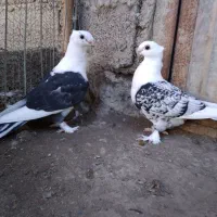 کبوتر بلژیکی سیلور فروشی|پرنده|بابل, |دیوار