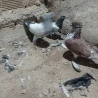 کبوتر گرفتنی|پرنده|زابل, |دیوار