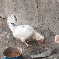 مرغ گلین