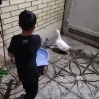 اردک ماده