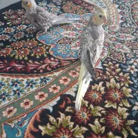 عروس هلندی جفت|پرنده|شاهینشهر, حاجی آباد|دیوار