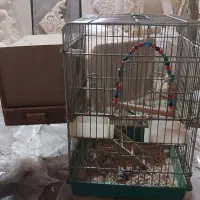 فروش دوتا قفس به همراه ظرف غذا و ابخوری و تاب لونه|لوازم جانبی حیوانات|گنبد کاووس, |دیوار