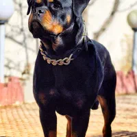 روتوایلر ماده|سگ|تهران, فرودگاه مهرآباد|دیوار