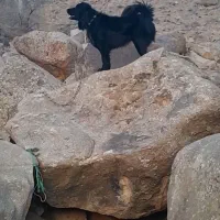 سگ گله قدرجونی