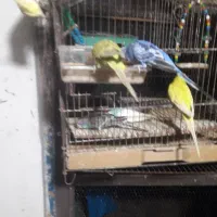 مرغ عشق عروس فنج|پرنده|خشکبیجار, |دیوار