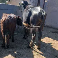 گاومیش|حیوانات مزرعه|سوسنگرد, |دیوار